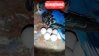 Budgies bird breeding process  youtubeshorts ytshorts shots vairalshort [upl. by Euqinomahs]