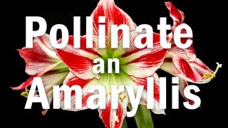 How to Pollinate an Amaryllis Flower [upl. by Northey520]