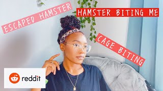 Reacting to Hamster Reddit  rHamsters [upl. by Nailimixam]