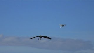 Larmée se dote daigles contre les drones [upl. by Sefton]