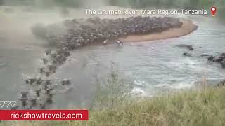 Grumeti River Wildebeest Crossing  Mara Region  Tanzania  Rickshaw Travels  Guide Sisty Ninah [upl. by Atelokin]