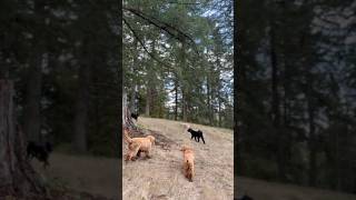 Off Leash Adventures [upl. by Acherman]