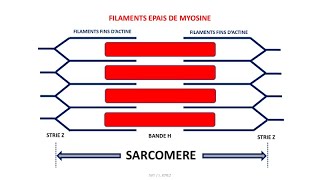 La contraction musculaire  fibre musculaire sarcomère complexe actinemyosine [upl. by Trebo]