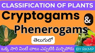 classification of plants telugu cryptogames phenerogams gymnosperms angiosperms csirnetcoaching [upl. by Einial143]