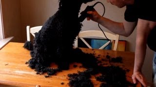 Grooming a Spanish Water Dog [upl. by Eimac]