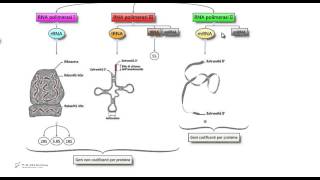 Tipi di RNA polimerasi  Biologia per i test di ammissione [upl. by Delamare166]