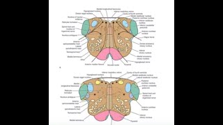 Neuroanatomy of Medulla Oblongata Internal Structure at the Level of Olives [upl. by Earb]