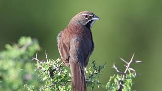 Fivestriped Sparrow in California Gulch [upl. by Langelo]