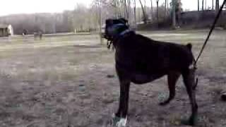 Boxer dog barking at geese [upl. by Gnni]