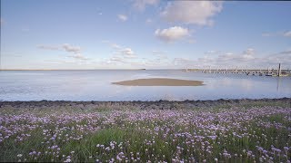 Naturgeräusche mit Möwen am Hafen von Langeoog [upl. by Ayidan18]