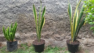 How to Transplant Snake Plant  Sansevieria Trifasciata Laurentii [upl. by Ecital]