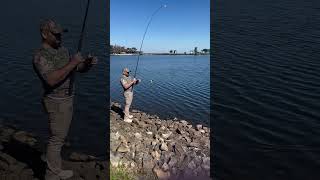 bluegill fishing bluegillfish fishspecies freshwaterfish fishing youtubeshorts [upl. by Marillin]