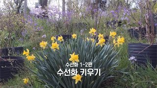 꽃이야기 수선화 12편 이로가든스쿨 [upl. by Anial]