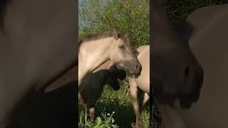 Forest horses in Poland  Tarpans [upl. by Schilt]