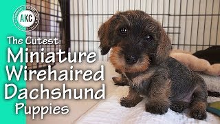 The Cutest Miniature Wirehaired Dachshund Puppies [upl. by Siseneg]