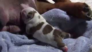 English Bulldog Puppy  1 day old [upl. by Noyar852]