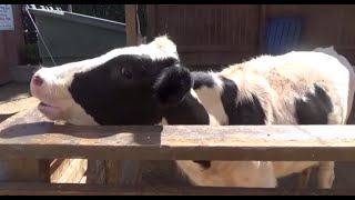 FARM ANIMALS amp THEIR SOUNDS Part 3 Babies Toddlers Preschool amp K3 [upl. by Llennor83]