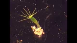 Hydra feeding on Artemia nauplii [upl. by Billmyre104]