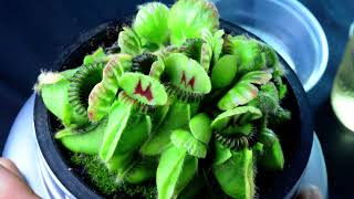 PlantH02 Cephalotus follicularis Hummers Giant  biweekly maintenance – 10624 [upl. by Attenrad]