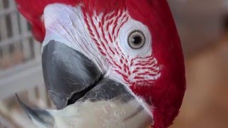 Green Winged Macaw in 4K  The Gentle Giant  Ara chloropterus [upl. by Jerrine]