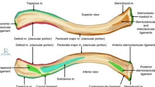 Clavicle bone anatomical features and side determination anatomyclinicmedicalstudentviralvideo [upl. by Walther]