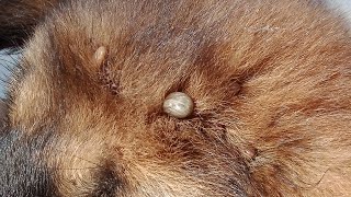 Help Remove Many Ticks From Dog [upl. by Birdie]