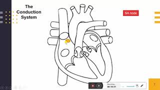 Electrophysiology of Heart Conduction System of Heart [upl. by Annadiane378]