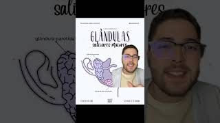 ANATOMIA E FUNÇÃO DAS GLÂNDULAS SALIVARES VIDEO AULA biologiaetc [upl. by Icrad570]