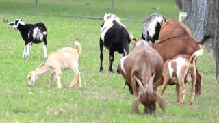 On The Farm  Educational Video by abcteach [upl. by Vassili635]