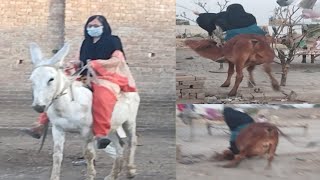 گدھےپرLong Ridigکی ll وہ مشکل کام تھاجو میں نے کردیا ll Rozina saeed vlogs [upl. by Zoila]