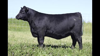 Willekes Angus NILE Heifer Lot 54 [upl. by Markowitz386]