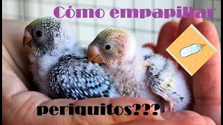 PERIQUITOS ¡Cómo empapillar periquitos 20 y 18días 🐣🐤🐥💜😍🌈🍃 [upl. by Cresa926]