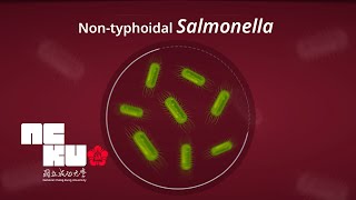 Risk of Nontyphoidal Salmonella Vascular Infection Increases with Atherosclerosis  Research NCKU [upl. by Anihta]