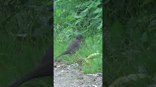 Ring Ouzel UK Wildlife [upl. by Ortiz]