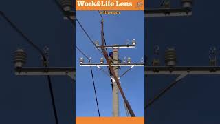 Utility crew deploys power lines using vehiclemounted hydraulic arm for aerial line construction [upl. by Ahseyk]