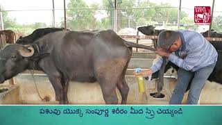 Ethnoveterinary formulation for Ticks amp Ectoparasites Telugu [upl. by Echo462]