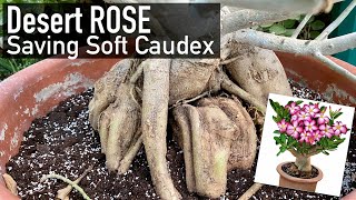 Adenium Desert Rose Root Rot  How to Save It Now [upl. by Onidranreb]