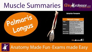 Palmaris Longus  Muscle Summary [upl. by Malvino]