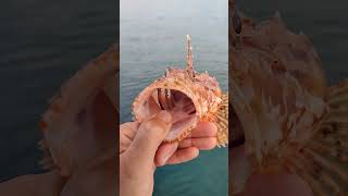 Kırmızının elli tonu 😍 balıkavı fishing fishingvideo ocean lipsoz adabeyi iskorpit [upl. by Emmit]