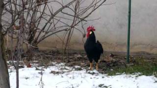 Livornese Gallo [upl. by Adnelg]