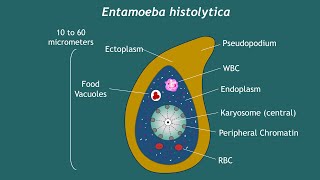 Entamoeba histolytica Notes  Basic Science Series [upl. by Abebi505]