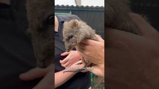 Brenda The Longnosed Potoroo [upl. by Attaymik]