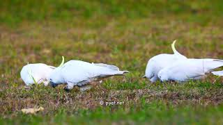 Cacatua galerita  pyafnet [upl. by Hannavahs]