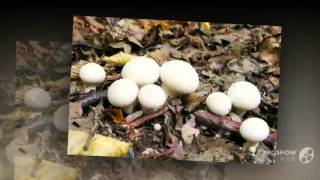 Lycoperdon gemmatum  fungi kingdom [upl. by Tteragram655]