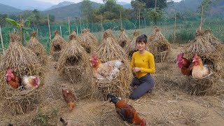 Full TIMELAPSE Build Nest System For Chicken To Lay Eggs  Build a fence stone  Restored 2t Saw [upl. by Brebner]