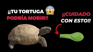 ❌¡¡Cuidado con esto❌ Tu tortuga podría morir💀 [upl. by Winebaum]