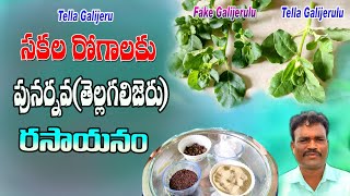 సకల రోగాలకు పునర్నవతెల్లగలిజేరురసాయనంOriginal galijeru Vs Duplicate Tellagalijeru plants Uses [upl. by Pamella]