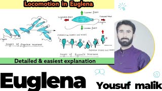 Locomotion In Euglena  Euglenoids Movement [upl. by Roseanne297]