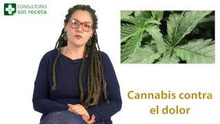 Marihuana contra el dolor Consultorio SIN RECETA [upl. by Anilesor1]