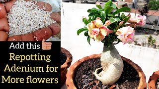 Adenium plant repotting for more flowers n bigger caudex How to repot adenium Adenium soil mix [upl. by Desmund]